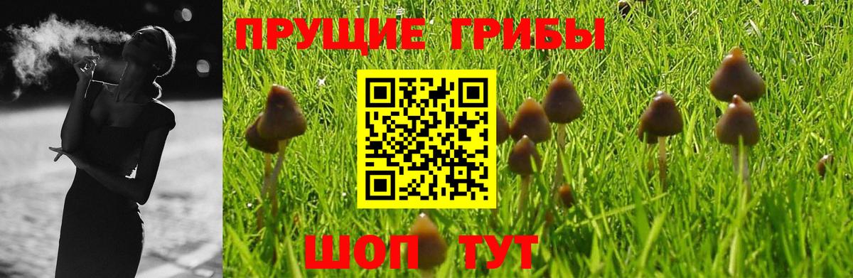 Лосино-Петровский  Псилоцибиновые грибы прущие грибы  Вход с VPN 
